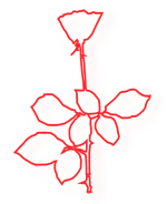 Red rose Red rose
